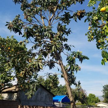 Elenes Tree Service - After - Tree Services Near Me - Rialto, California