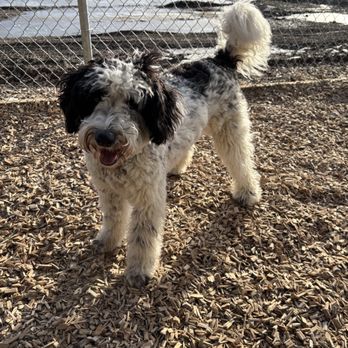 Freddie's Dog Daycare - Pet Training Near Me - Surrey , British Columbia Freddie's Dog Daycare - Pet Training Near Me - Surrey , British Columbia