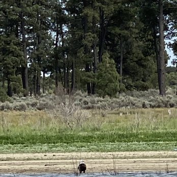Lake Hemet - Bald Eagle - Hiking Near Me - Mountain Center, California