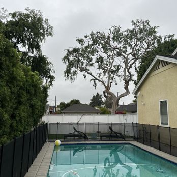 Discount Tree Care Arborist - After - Tree Services Near Me - Long Beach, California