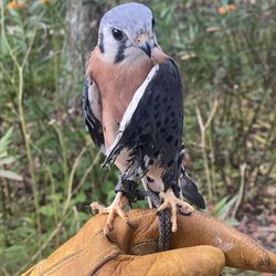 Moccasin Lake Nature Park - Make kestrel, injured and in captivity