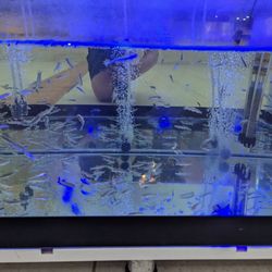Pegasos World - Fish tank