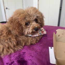 Bark Avenue Dog Grooming - Hair cut!
