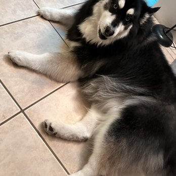 Top Paw Grooming - Pet Groomers Near Me - Tucson, Arizona Top Paw Grooming - Pet Groomers Near Me - Tucson, Arizona