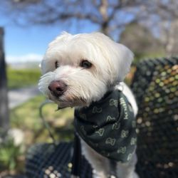 Mountain View Park - Teddy at the park