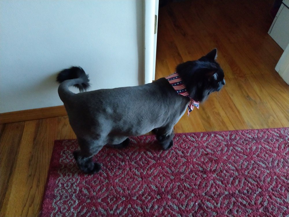 CHUBBY PUPPY PET GROOMING Updated April 2024 122 Photos & 40