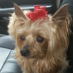 Grandma's Grooming - Fresh from Grandma's and looking fine.