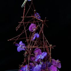 Fleurs DC