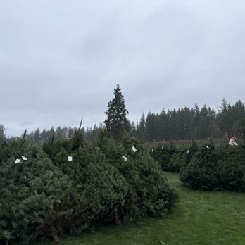 Helping Hearts Tree Farm - Christmas Trees Near Me - Port Orchard, Washington Helping Hearts Tree Farm - Christmas Trees Near Me - Port Orchard, Washington
