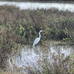 Crane