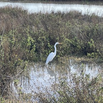 Alviso Marina County Park - Crane - Parks Near Me - Alviso, California