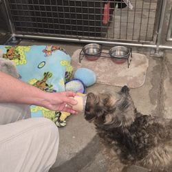 Doggie ice cream day
