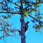 Photo of Mayan Climber
