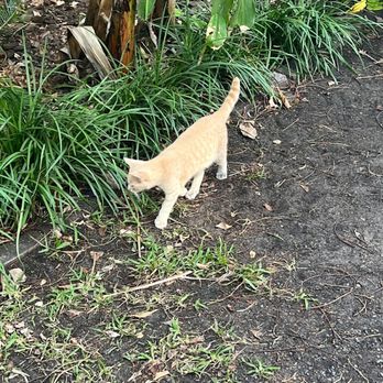 Ernest Hemingway Home  - Museums Near Me - Key West, Florida