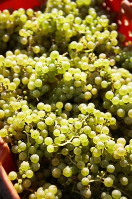 Hermann J. Wiemer Vineyard by null