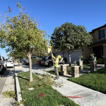 L&P Tree Service - Landscaping Near Me L&P Tree Service - Landscaping Near Me