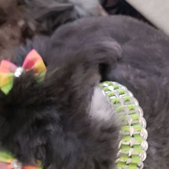 Rainbow Grooming Mobile Service - Pet Groomers Near Me