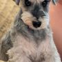 Paws R Us In-Home Mobile Grooming