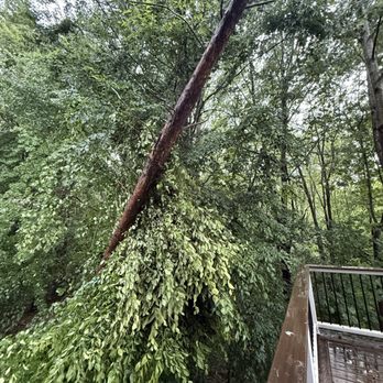 AAA Tree Service - Tree threatening our deck. - Tree Services Near Me AAA Tree Service - Tree threatening our deck. - Tree Services Near Me