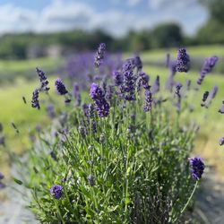 Kharis Lavender Fields - Lavender