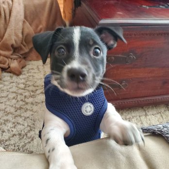 DogSpot - Pet Training Near Me - Oceanside, California DogSpot - Pet Training Near Me - Oceanside, California