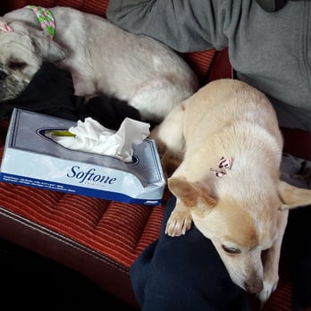 Hands To Paws - This is after they smell fabulous. - Pet Groomers Near Me - Reno, Nevada Hands To Paws - This is after they smell fabulous. - Pet Groomers Near Me - Reno, Nevada