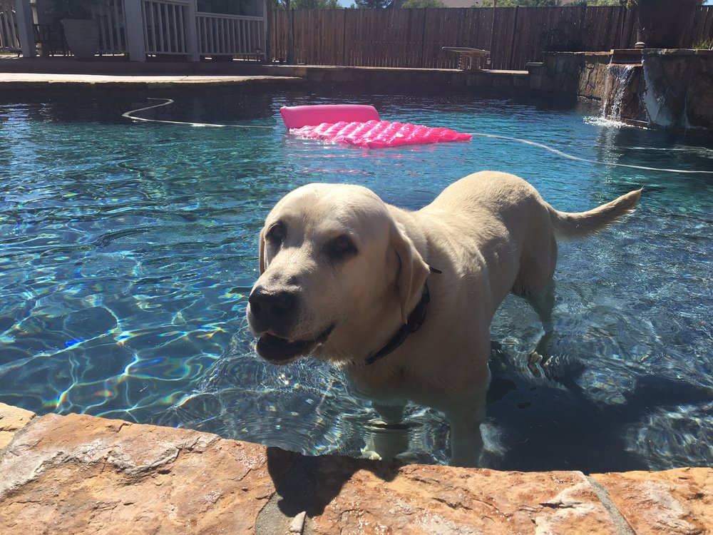 PoolSmart - Our favorite swimmer is happy too! - Pool & Hot Tub Service Near Me - Lake Elsinore, California PoolSmart - Our favorite swimmer is happy too! - Pool & Hot Tub Service Near Me - Lake Elsinore, California