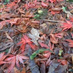Westonbirt Arboretum