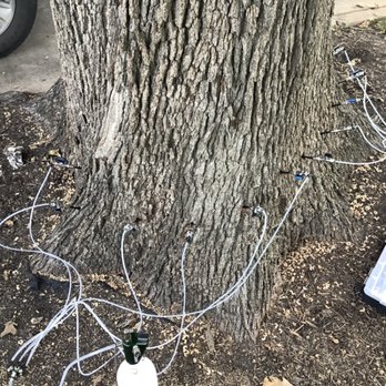Lone Star Arborist - Oak wilt management tree injection in Elgin Texas - Tree Services Near Me - Bastrop, Texas