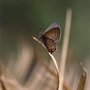 Photo of Carpet Moths