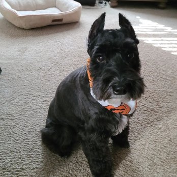 Bubble Tubs For Dogs - Pet Groomers Near Me - Kennesaw, Georgia Bubble Tubs For Dogs - Pet Groomers Near Me - Kennesaw, Georgia