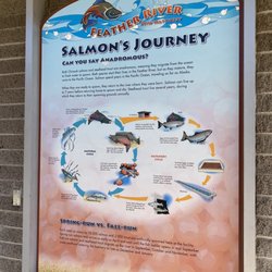 Feather River Fish Hatchery - Information