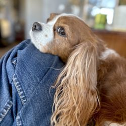 Hurricane Cavaliers Giftly Beautiful Gift Card Alternative