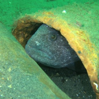 EcoDive NW Scuba Instruction - Wolf eel, Hoodsport WA - Scuba Diving Near Me - Oregon City, Oregon