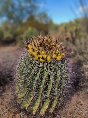Tucson Mountain District by null