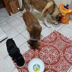 Fuzzy Alioto Pet Care