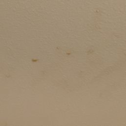 Mold! Mold!