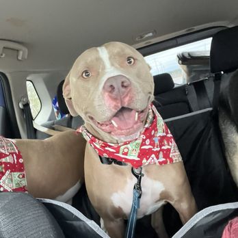 Jacksonville Pawville - Happy boy - Pet Sitting Near Me - Jacksonville, North Carolina Jacksonville Pawville - Happy boy - Pet Sitting Near Me - Jacksonville, North Carolina