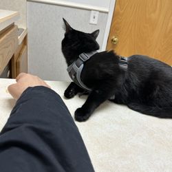 Cat & Bird Clinic