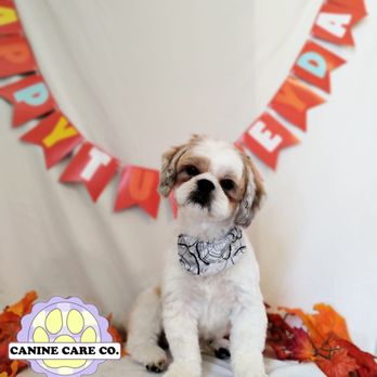 House Of Paws - Happy Thanksgiving from Coco!! - Pet Groomers Near Me House Of Paws - Happy Thanksgiving from Coco!! - Pet Groomers Near Me