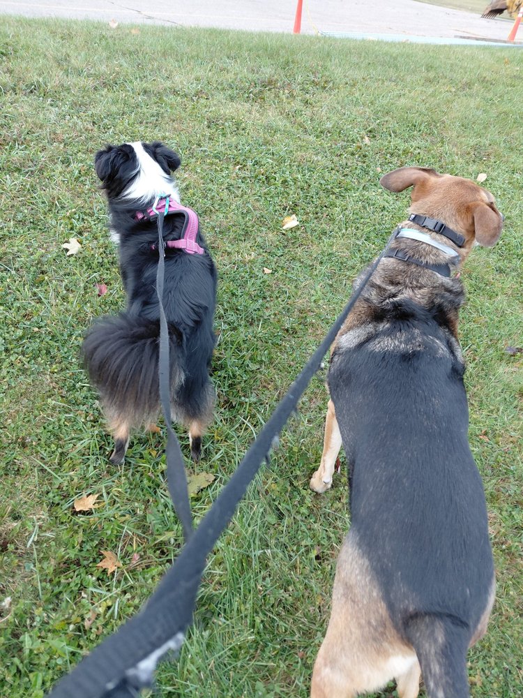 Gma’s Pet Inn - pet boarding facility in Sauk City, WI