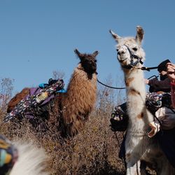 The Wandering Llamas - Chocolate Moose and Giraffybear