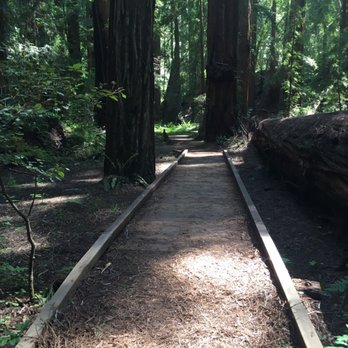 Hendy Woods State Park - Easy to walk paths make this a pleasant short hike-you can focus on the scenery rather than navigating a difficult trail. - Parks Near Me - Philo, California