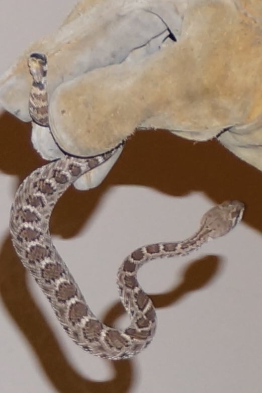 AMAZON RODENT AND WILDLIFE CONTROL - Updated December 2025 - 33 Reviews ...