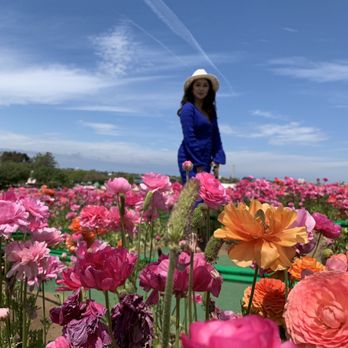 The Flower Fields - Venues & Event Spaces Near Me - Carlsbad, California The Flower Fields - Venues & Event Spaces Near Me - Carlsbad, California