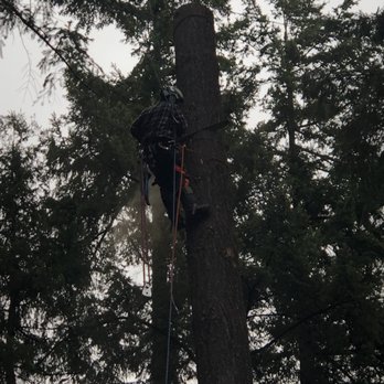 Heise Brothers Tree - Tree Services Near Me Heise Brothers Tree - Tree Services Near Me