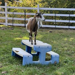 The Book Barn - Goat