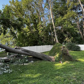 Roque’s Tree Service - Tree Services Near Me - Wixom, Michigan Roque’s Tree Service - Tree Services Near Me - Wixom, Michigan