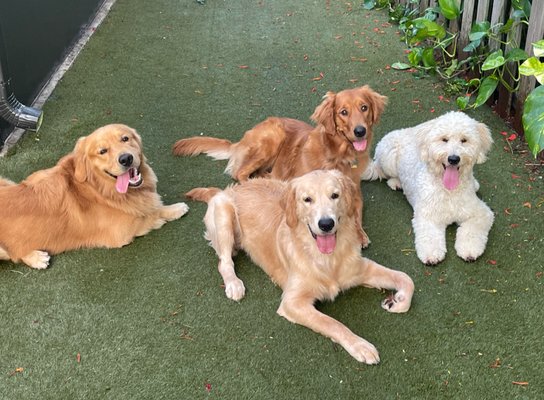 Crisp Boca Raton Dog Training Artwork Illustration Crisp Boca Raton Dog Training Artwork Illustration