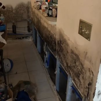 Healthy Building Management - Mold Damage - Environmental Testing Near Me Healthy Building Management - Mold Damage - Environmental Testing Near Me